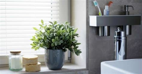 廁所適合放什麼植物 安裝空調